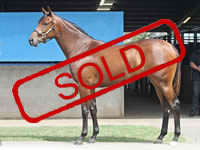 BEL ESPRIT/RAISING HIGH FILLY